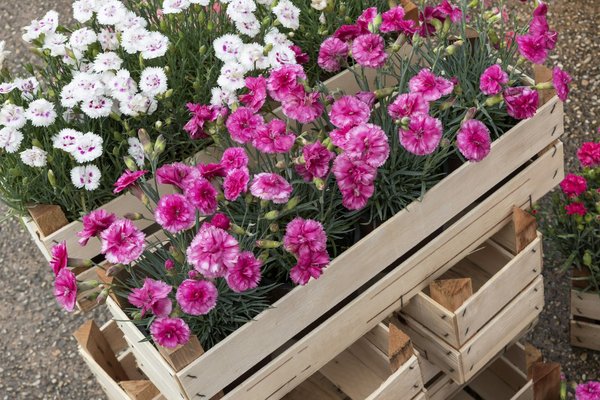 Quali sono le tecniche di giardinaggio urbano ideali per un tetto terrazzato?